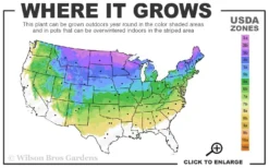 Poodle Tier Dwarf Alberta Spruce 3 Ball Topiary (3-Ball) - 3 Gallon Pot 6 Poodle Tier Dwarf Alberta Spruce 3 Ball Topiary (3-Ball) - 3 Gallon Pot -Wilson Bros Gardens 3a 8a 3