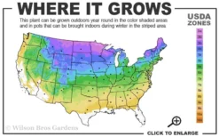 Wild Lowbush Blueberry Plant - 1 Gallon -Wilson Bros Gardens 3a 8b 7