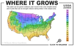Joe Kozey Japanese Umbrella Pine (Sciadopitys) - 6 Gallon Pot -Wilson Bros Gardens 3a 9b 9