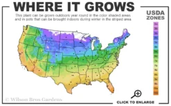 Pink Drift Groundcover Rose - 2 Gallon Pot -Wilson Bros Gardens 4a 11 3