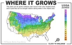 Illuminati Arch Mock Orange (Philadelphus Coronarius) - 3 Gallon Pot -Wilson Bros Gardens 4a 8a
