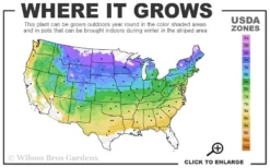 Chives Plant (Allium Schoenoprasum) - 5 Pack Of Quart Pots 8 Chives Plant (Allium Schoenoprasum) - 5 Pack Of Quart Pots -Wilson Bros Gardens 4a 8b 13