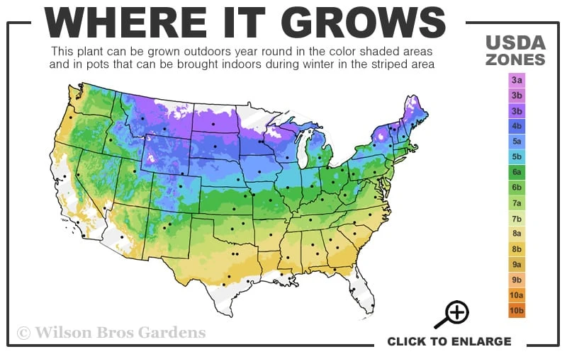 Caroline Raspberry - 2 Gallon Pot 3 Caroline Raspberry - 2 Gallon Pot - Image 3