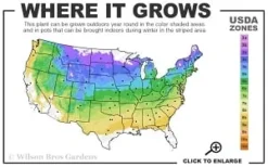 Cardinal Wyszynski Clematis - 1 Gallon Pot -Wilson Bros Gardens 4a 8b thumbnail 1