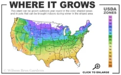 American Hazelnut (Filbert) - 1 Gallon Pot -Wilson Bros Gardens 4a 9b 34