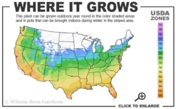 Silver Anniversary Yucca - 1 Gallon Pot -Wilson Bros Gardens 5a 10b 13