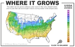 Reliance Red Seedless Grape Vine - 2 Gallon Pot -Wilson Bros Gardens 5a 8b 17