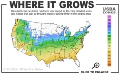 Red Dragon Dwarf Japanese Maple - 1 Gallon Pot -Wilson Bros Gardens 5a 9a 6