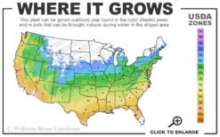 Carolina Sweetheart Eastern Redbud Tree - 5 Gallon Pot 8 Carolina Sweetheart Eastern Redbud Tree - 5 Gallon Pot -Wilson Bros Gardens 5a 9b 63