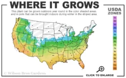 Claudia Wannamaker Southern Magnolia - 7 Gallon Pot (4-5') -Wilson Bros Gardens 5b 11 1