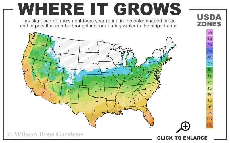 Royal Purple Liriope - Lilyturf - 18 Count Flats Of Pint Pots 3 Royal Purple Liriope - Lilyturf - 18 Count Flats Of Pint Pots - Image 3