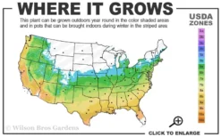 Little Sango' Dwarf Coral Bark Japanese Maple - 5 Gallon Pot -Wilson Bros Gardens 5b 9b 4