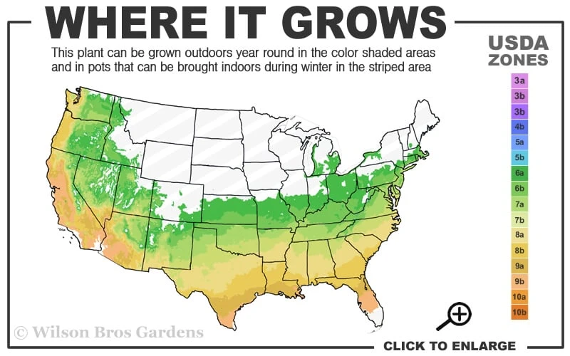 Party Lights Pink Flush Tea Olive - Osmanthus Heterophyllus - 5 Gallon Pot 3 Party Lights Pink Flush Tea Olive - Osmanthus Heterophyllus - 5 Gallon Pot - Image 3