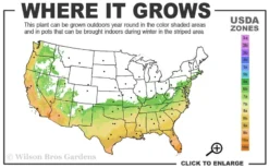 Russian 26 Cold Hardy Pomegranate - 1 Gallon Pot -Wilson Bros Gardens 6B 11 1