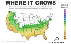 Madeline Hill Rosemary - 1 Gallon Pot -Wilson Bros Gardens 6a 10b 8