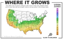 Henon Giant Gray Bamboo - Phyllostachys Nigra 'Henon' - 3 Gallon Pot (4-6') -Wilson Bros Gardens 6a 11 5