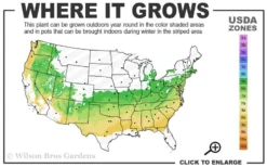 Dee Runk Columnar Boxwood - 3 Gallon Pot -Wilson Bros Gardens 6a 8b 1