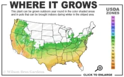 Bonanza Dwarf Patio Peach Tree - 5 Gallon 10 Bonanza Dwarf Patio Peach Tree - 5 Gallon -Wilson Bros Gardens 6a 9b 48
