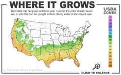 Angus Cold Hardy Eucalyptus Tree (Eucalyptus Nicholii) - 3 Gallon Pot -Wilson Bros Gardens 6b 10b 5
