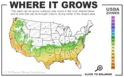 Purple Magic Crape Myrtle Tree (Multi Trunk) - 7 Gallon Pot -Wilson Bros Gardens 6b 9b 16