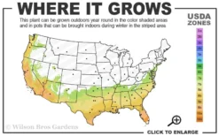 Winter Gold Edgeworthia Chrysantha - Paper Bush - 3 Gallon Pot -Wilson Bros Gardens 7a 10a 1