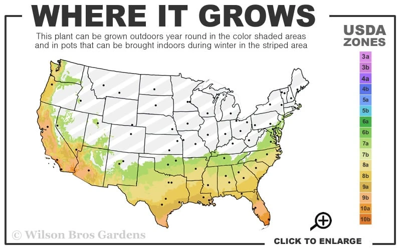 Lady Vansittart Multicolor Camellia Japonica - 3 Gallon Pot 3 Lady Vansittart Multicolor Camellia Japonica - 3 Gallon Pot - Image 3
