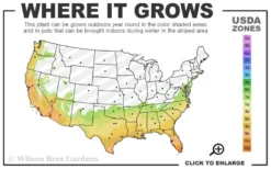 Ebony Glow Crape Myrtle - 3 Gallon Pot -Wilson Bros Gardens 7a 10b 58