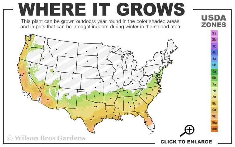 Snow Joey Viburnum - 2 Gallon Pot 3 Snow Joey Viburnum - 2 Gallon Pot - Image 3