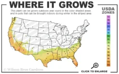 Fudingzhu Fragrant White Tea Olive (Osmanthus Fragrans) - 1 Gallon Pot -Wilson Bros Gardens 7b 10b 7