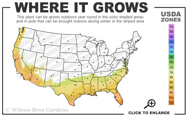 Gulf Pride Fragrant Southern Indica Azalea - 6 Pack Of 1 Gallon Pots 3 Gulf Pride Fragrant Southern Indica Azalea - 6 Pack Of 1 Gallon Pots - Image 3