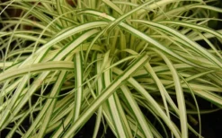 Evergold Japanese Sedge (Carex Hachijoensis) - 10 Pack Of Quart Pots -Wilson Bros Gardens 8275 evergold carex