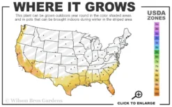 Bay Laurel (Sweet Bay) - Laurus Nobilis - 6 Pack Of 1 Gallon Pots -Wilson Bros Gardens 8a 11 20