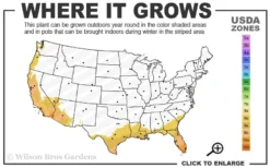 Lydia Tecoma - Esperanza - 1 Gallon Pot 7 Lydia Tecoma - Esperanza - 1 Gallon Pot -Wilson Bros Gardens 8b 11 1