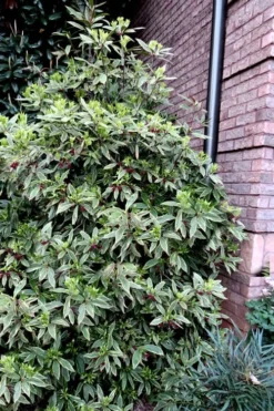 Pink Frost Florida Anise - Illicium Floridanum - 1 Gallon Pot 10 Pink Frost Florida Anise - Illicium Floridanum - 1 Gallon Pot -Wilson Bros Gardens Anise Pink Frost 12