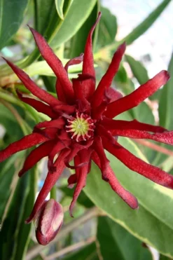 Pink Frost Florida Anise - Illicium Floridanum - 1 Gallon Pot 11 Pink Frost Florida Anise - Illicium Floridanum - 1 Gallon Pot -Wilson Bros Gardens Anise Pink Frost 15