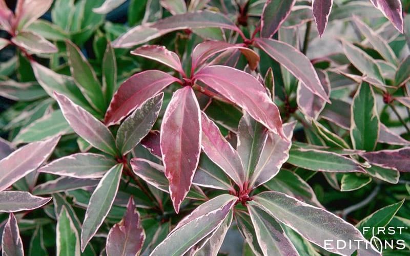 Pink Frost Florida Anise - Illicium Floridanum - 1 Gallon Pot 6 Pink Frost Florida Anise - Illicium Floridanum - 1 Gallon Pot - Image 6