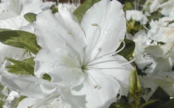 Delaware Valley White Azalea - 1 Gallon Pot -Wilson Bros Gardens Azalea Delaware Valley White 2