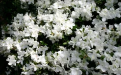 Delaware Valley White Azalea - 1 Gallon Pot -Wilson Bros Gardens Azalea Deleware Valley White Bloom