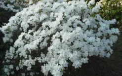 Delaware Valley White Azalea - 1 Gallon Pot -Wilson Bros Gardens Azalea Deleware Valley White Landscape