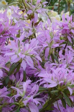 Koromo Shikibu Purple Spider Azalea - 3 Gallon Pot 7 Koromo Shikibu Purple Spider Azalea - 3 Gallon Pot -Wilson Bros Gardens Azalea Koromo Shikibu 2