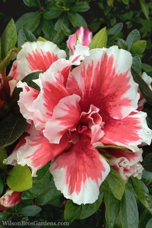 Mardi Gras Southern Indica Azalea - 1 Gallon Pot 1 Mardi Gras Southern Indica Azalea - 1 Gallon Pot