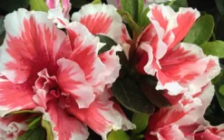 Mardi Gras Southern Indica Azalea - 1 Gallon Pot 7 Mardi Gras Southern Indica Azalea - 1 Gallon Pot -Wilson Bros Gardens Azalea Mardi Gras 2