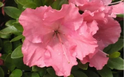 Gumpo Pink Dwarf Azalea - 1 Gallon Pot -Wilson Bros Gardens Azalea Pink Gumpo