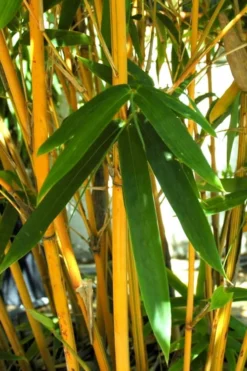 Alphonse Karr Golden Bamboo (Bambusa Multiplex) - 2 Gallon Pot -Wilson Bros Gardens Bamboo Alphonse Karr 7