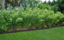 Alphonse Karr Golden Bamboo (Bambusa Multiplex) - 2 Gallon Pot -Wilson Bros Gardens Bamboo Alphonse Karr 8