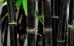 Black Bamboo - Phyllostachys Nigra - 3 Gallon Pot (Multi Cane: 4-6'+) -Wilson Bros Gardens Bamboo Black 53