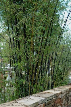 Black Bamboo - Phyllostachys Nigra - 3 Gallon Pot (Multi Cane: 4-6'+) -Wilson Bros Gardens Bamboo Black 55