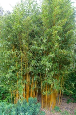 Gold Vivax Giant Timber Bamboo (Green Stripe Bamboo) - Phyllostachys Vivax 'Aureocaulis' - 3 Gallon Pot (2-4') 11 Gold Vivax Giant Timber Bamboo (Green Stripe Bamboo) - Phyllostachys Vivax 'Aureocaulis' - 3 Gallon Pot (2-4') -Wilson Bros Gardens Bamboo Gold Vivax 2