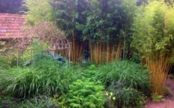Gold Vivax Giant Timber Bamboo (Green Stripe Bamboo) - Phyllostachys Vivax 'Aureocaulis' - 3 Gallon Pot (2-4') 10 Gold Vivax Giant Timber Bamboo (Green Stripe Bamboo) - Phyllostachys Vivax 'Aureocaulis' - 3 Gallon Pot (2-4') -Wilson Bros Gardens Bamboo Gold Vivax 6