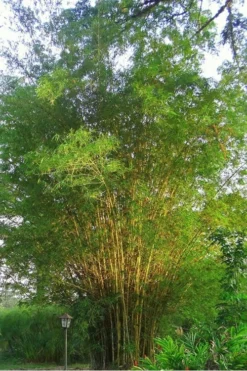Golden Fishpole Bamboo - Phyllostachys Aurea - 3 Gallon Pot (4-6') 13 Golden Fishpole Bamboo - Phyllostachys Aurea - 3 Gallon Pot (4-6') -Wilson Bros Gardens Bamboo Golden 10